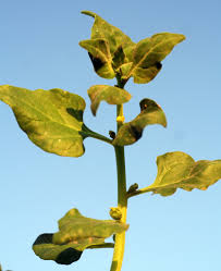 Image result for Tetragonia calycina