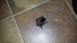 Your one stop solution for all types pest control, bed bugs & termite control in singapore. Saint Claire Shores Mi Macomb Bat Control Wildlife Solutions