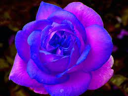Purple flowers look royal and add a touch of spirituality and creativity to the garden. Blue And Purple Rose Wallpapers Top Free Blue And Purple Rose Backgrounds Wallpaperaccess