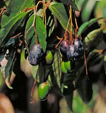 Image result for Brazzeia longipedicellata