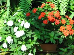 Image result for Impatiens irvingii