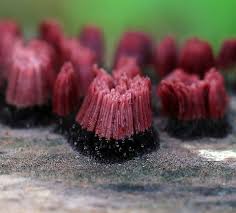 Image result for Stemonitis splendens