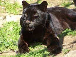Watch this wild animal compilation of animals living in the wild and. Are There Really Black Panthers The National Wildlife Federation Blog The National Wildlife Federation Blog