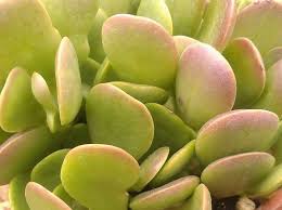 Image result for Senecio letouzeyanus