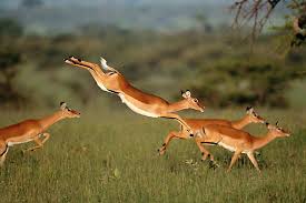 There are cartoon animal lessons, realistic animals, and even mythical creatures! Pin On Just Like Heaven