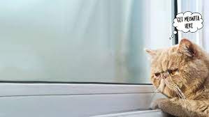 Cat Zoom Background Pet Supermarket Pets Food Animals