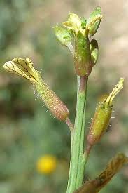 Image result for Carrichtera annua