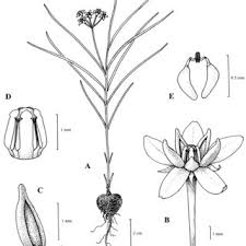 Image result for Crepidorhopalon schweinfurthii