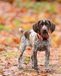Check spelling or type a new query. German Shorthaired Pointer Puppies Breeders In Ohio 2021 Pupkits