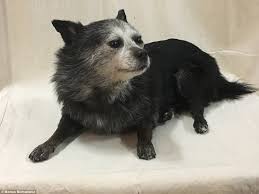 Why not try our fabulously fish. Owners Spend Thousands Freeze Drying Their Cats And Dogs Daily Mail Online