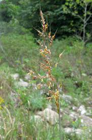 Image result for Sorghastrum