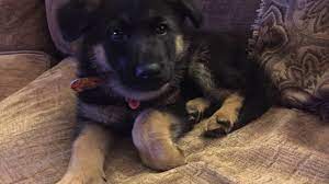 German Shepherd Puppy Basic Training 6 Weeks Old Sit Stay Come Down Gsd Kara Batilo Youtube