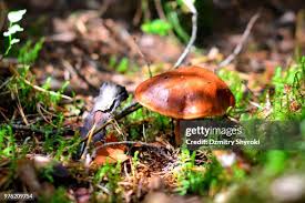 Image result for Boletus badius