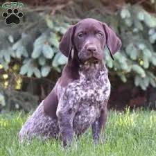 Find great deals on ebay for german shorthaired pointer puppy. German Shorthaired Pointer Puppies For Sale Greenfield Puppies