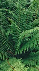 Image result for Blechnum punctulatum