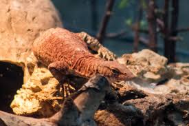 Wombey at the chichester gorge as the holotype of a. Pilbara Rock Monitor Zoochat