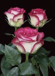 Pin De Ersin Guvercin En Guller Rosas Bonitas Flores Exoticas Flores Inusuales
