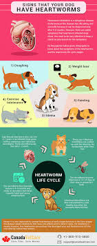Check spelling or type a new query. 5 Signs That Indicate Your Dog Has Heartworms Infographic Heartworm Your Dog Dog Infographic
