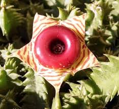 Image result for Huernia procumbens