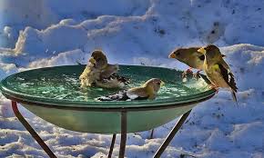 View product > heated bird baths stand. Top 10 Best Heated Bird Baths Reviewed And Rated In 2021