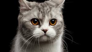 Termasuk radang tenggorokan, kucing harus diberi obat untuk meredakan sakit tenggorokan, terutama saat menelan. 5 Penyakit Kucing Yang Wajib Diketahui Oleh Pecinta Kucing Citizen6 Liputan6 Com