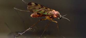 Image result for Gnidia inconspicua