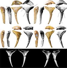 A nearly complete skull of the sauropod dinosaur Diamantinasaurus matildae  from the Upper Cretaceous Winton Formation of Austral