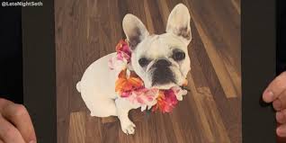 You would think that with his netflix children's special, john mulaney & the sack lunch bunch, an irreverent (and. Late Night With Seth Meyers On Twitter John Mulaney S Dog Petunia Wearing A Lei Is The Best Thing You Ll See All Day Https T Co Lsccjau2o7 Lnsm Https T Co Hxscq0a6wd