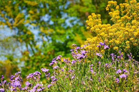 Image result for Aurinia