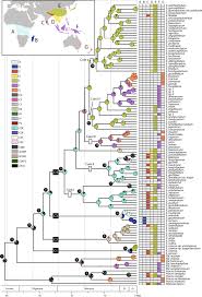 Image result for Elatostema welwitschii