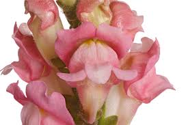 See the almanac's complete list of flower meanings. Snapdragon Flower Meaning Flower Meaning
