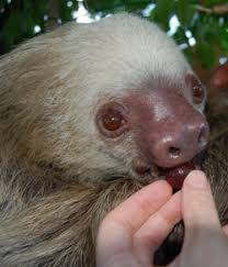 Maybe you would like to learn more about one of these? Exotic Pet Store Near Me Cheap Online