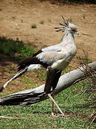 Bird With Big Feathers On Tail Secretary Bird Hishnye Pticy Zhivotnye Ptichki