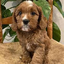 We did not find results for: Cavapoo Puppies For Adoption Cavapoo Puppies For Adoption In Ohio