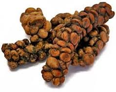 Kopi Luwak Koffie Deze Koffie Is Niet Zo Bijzonder Door De Soort Koffiebonen Maar Wel Door Het Proces Dat De Koffieb Expensive Coffee Civet Coffee Weird Food