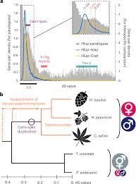Evolution and functioning of an X–A balance sex-determining system in hops  | Nature Plants