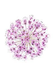 Allium From Seeing Flowers Flower Drawing Flower Art Flowers