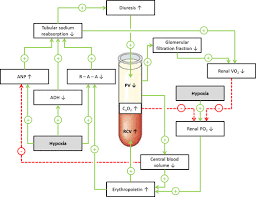 Image result for Blood Volume