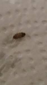 Beim kampf gegen ungeziefer in der wohnung bleibt das schlafzimmer von milben nicht verschont. Ungeziefer Larve Insekten