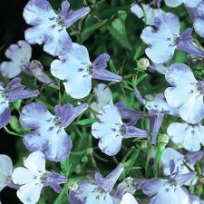 Image result for lobelia combine composition