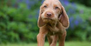 5 Best Dog Crates For Wirehaired Vizslas Reviews Updated 2020 Wirehaired Vizsla Vizsla Dog Breed Vizsla Dogs