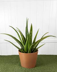 Image result for Aloe vera