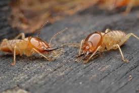 Truly nolen houston, texas guaranteed solutions for pest and termite control for your home or business in houston, texas. Blog What Are My Termite Options In Houston