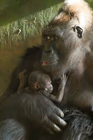 A Baby Gorilla For Lincoln Park Zoo Cute Baby Animals Baby Gorillas Baby Animals Funny