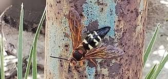 Hi sue, you are correct that this is a cicada killer and it looks quite dead. Cicada Killers Don T Kill These Killers Backbone Valley Nursery