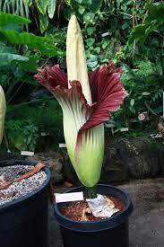 And one occupies an entire continent. Titan Arum Uc Botanical Garden