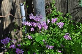 Image result for Oxalis purpurascens