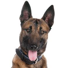 The belgian malinois or belgian shepherd dog is a very intelligent, lively breed excelling in an active family environment, but also is a wonderful working if you are harsh or overbearing they will become uncooperative. Belgian Malinois Puppies For Sale Adoptapet Com