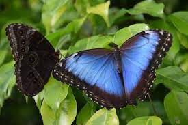 garten der schmetterlinge schloss sayn