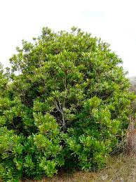 Image result for Myrica salicifolia